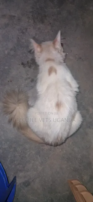 Purebred Bombay Kitten - 3-6 Months Female