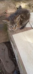 Female Purebred Savannah Kitten (1-3 Months) - 1