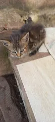 Female Purebred Savannah Kitten (1-3 Months) - 2