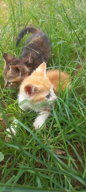 1-3 Month Male Purebred American Bobtail Kitten