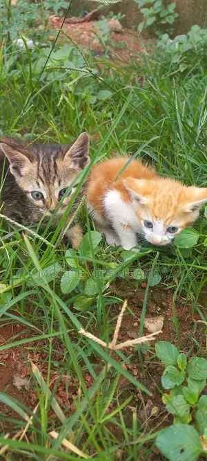 Female American Bobtail Kitten, 1-3 Months