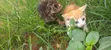 Female Exotic Kitten, 1-3 Months Old - 1