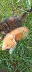 Female Exotic Kitten, 1-3 Months Old - 2