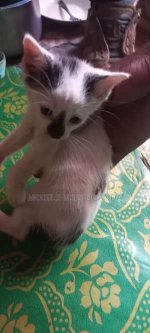Purebred Bengal Kitten - 1-3 Months Old