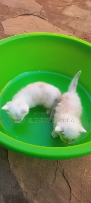 Female Purebred Bombay Kitten (0-1 Month)