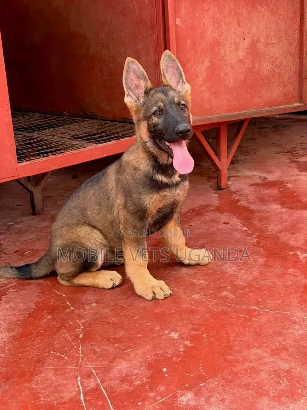 Female Purebred German Shepherd Puppy (1-3 Months) - 1