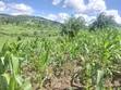 4 Acres Land for Sale in Katikamu, Luwero - 5