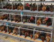 Local Cocks and Hens - 2