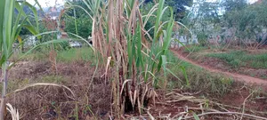 Kulambiro Tuba Land with Titles