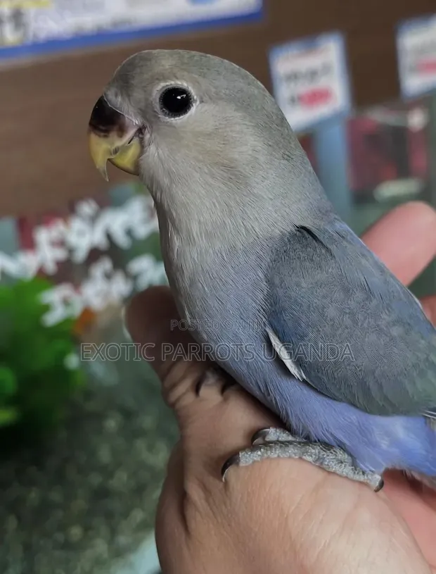 Trained and Friendly Parrot Pets - 1