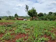 113ft x 160ft Plot for Sale in Kabowa-Kampala, Jinja City - 2