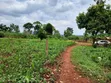113ft x 160ft Plot for Sale in Kabowa-Kampala, Jinja City - 3