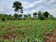 113ft x 160ft Plot for Sale in Kabowa-Kampala, Jinja City - 4