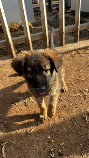 1-3 Months Female Purebred German Shepherd Puppy