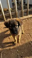 1-3 Months Female Purebred German Shepherd Puppy - 1