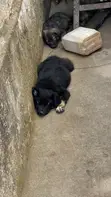 1-3 Months Female Purebred German Shepherd Puppy - 2