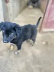 1-3 Months Female Purebred German Shepherd Puppy - 3