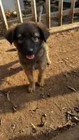 1-3 Months Female Purebred German Shepherd Puppy - 4