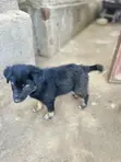 1-3 Months Female Purebred German Shepherd Puppy - 5
