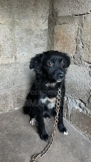 Female Japanese Spitz, 6-12 Months