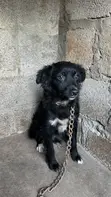 Female Japanese Spitz, 6-12 Months - 1