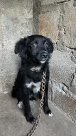 Female Japanese Spitz, 6-12 Months - 2