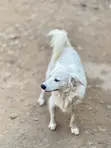 Female Japanese Spitz, 6-12 Months - 3