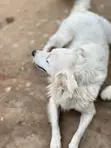 Female Japanese Spitz, 6-12 Months - 4