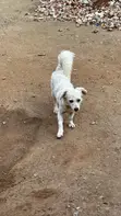 Female Japanese Spitz, 6-12 Months - 5