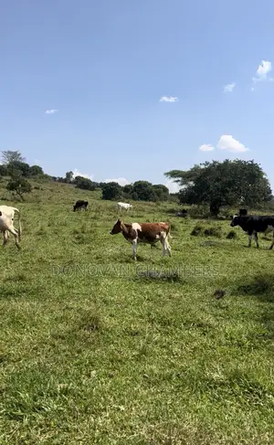116 Acres Freehold Land for Sale Off Mbarara-Ibanda Rd