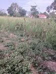 Residential Plots for Sale in Soroti City - 1