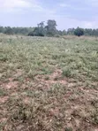 13 Acre Land for Sale in Soroti - 1