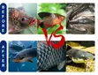Fish Growth Weight Gain Booster Permix - 200,000/Kg - 3