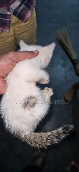 Female Exotic Kitten - 1-3 Months Old