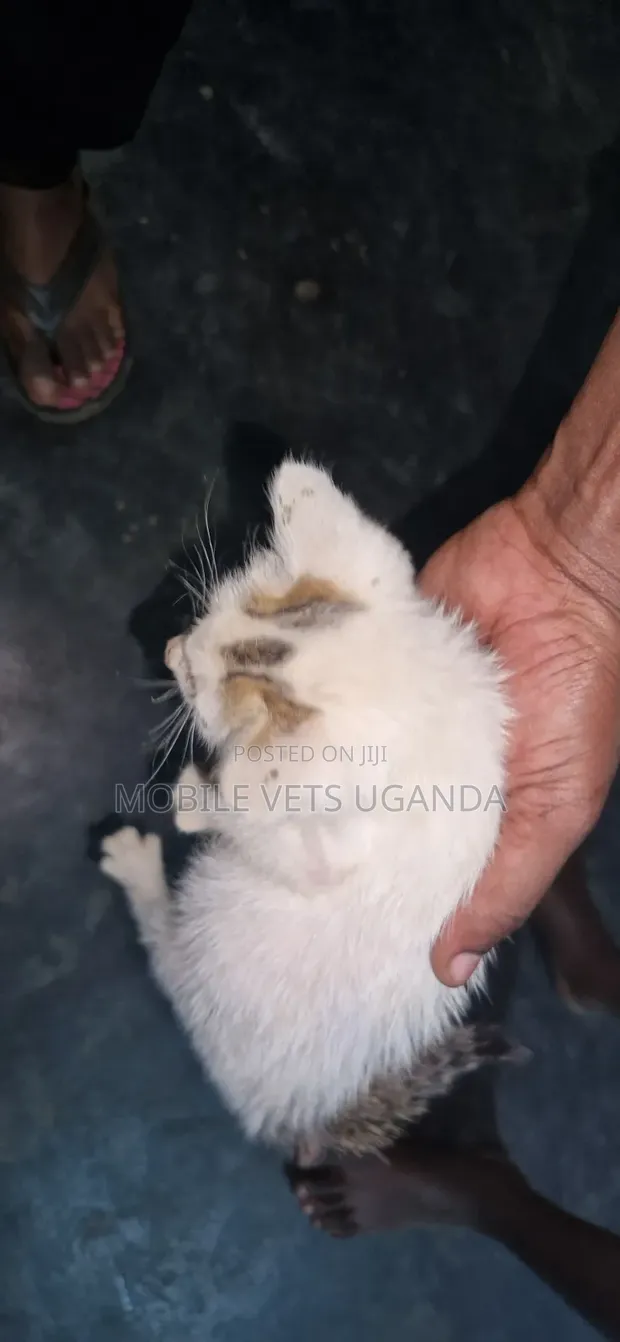 Female American Wirehair Kitten (1-3 Months) - 1