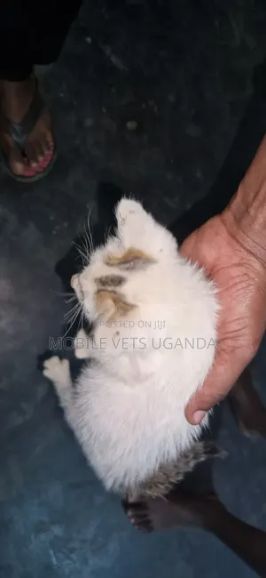 Female American Wirehair Kitten (1-3 Months)