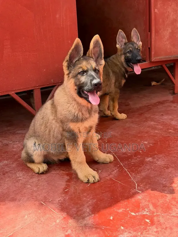 3-6 Month Female Purebred German Shepherd - 1