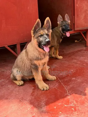 3-6 Month Female Purebred German Shepherd