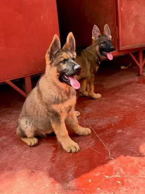1-3 Month Male Purebred German Shepherd Puppy