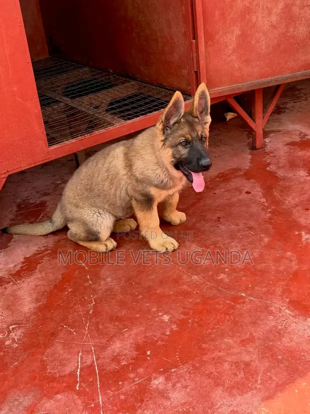 1-3 Month Male Purebred German Shepherd - 1