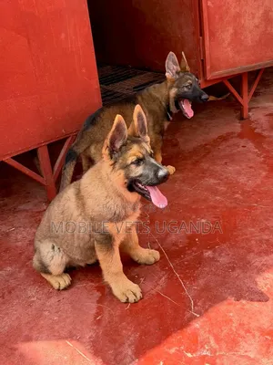 1-3 Month Male Purebred German Shepherd Puppy