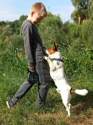1-3 Month Male Purebred Jack Russell Terrier
