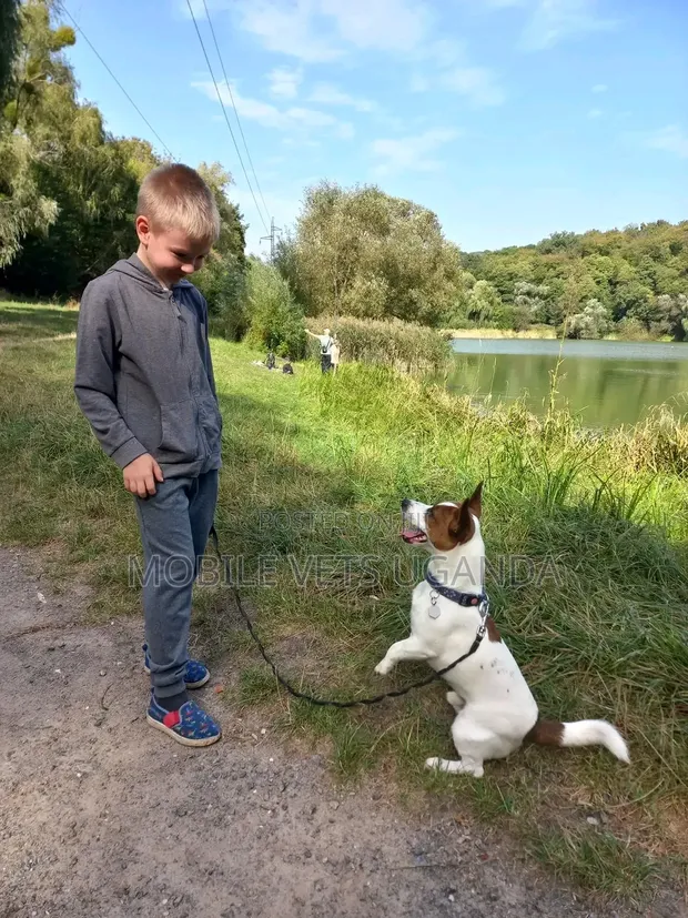 Female Purebred Jack Russell Terrier Puppy (1-3 Months) - 1
