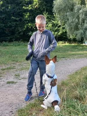 Female Purebred Jack Russell Terrier, 6-12 Months
