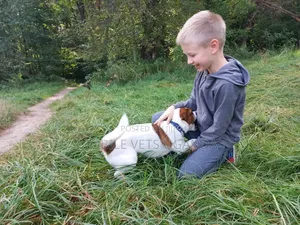 Female Purebred Jack Russell Terrier Puppy (1-3 Months)