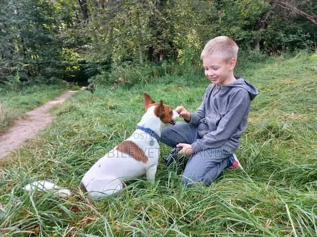 Female Purebred Jack Russell Terrier Puppy (1-3 Months) - 1