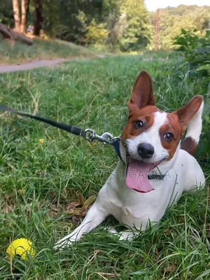 Female Purebred Jack Russell Terrier Puppy (1-3 Months)