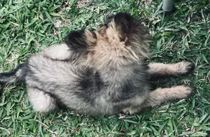 3-6 Month Female Purebred German Shepherd