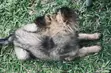 3-6 Month Female Purebred German Shepherd - 1