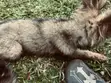 3-6 Month Female Purebred German Shepherd - 3